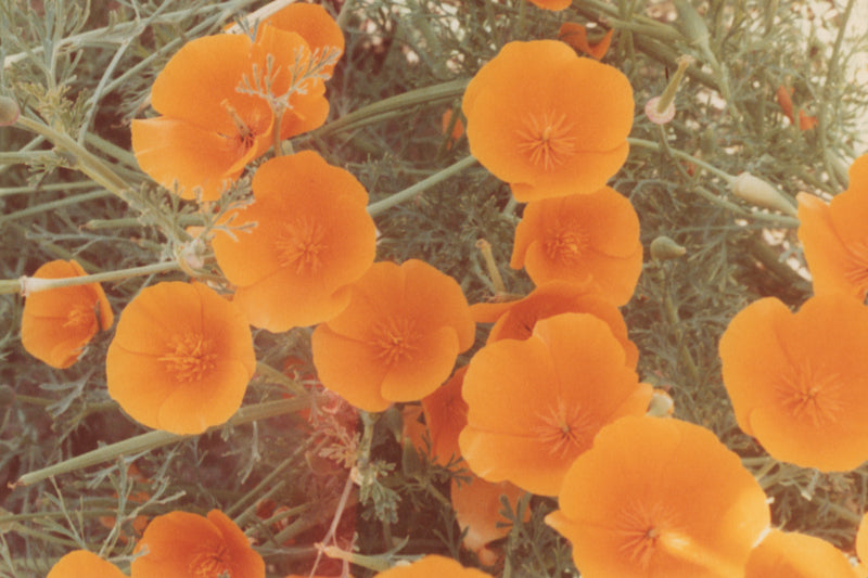 70's Poppies