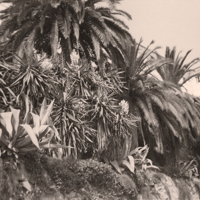 Vintage black and beige photograph of a lush jungle