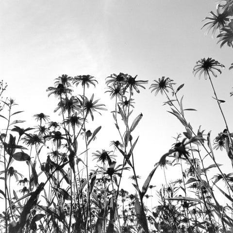 Black Eyes Susans