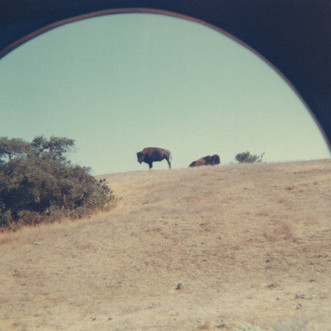 Vintage photograph of a buffalo standing in a field