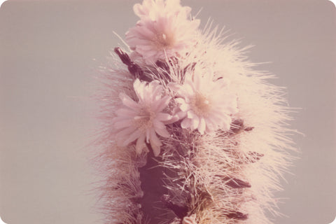 Cactus Flower