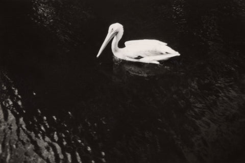 Dark Swan
