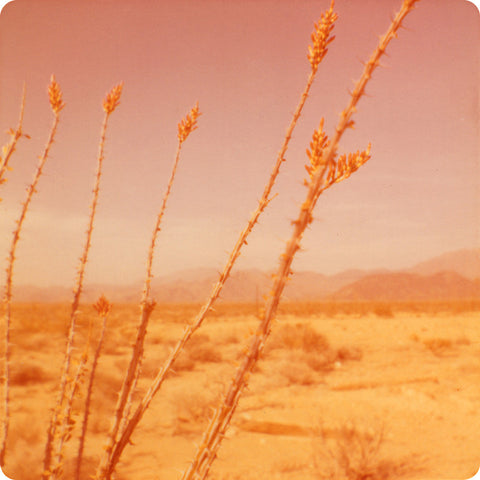 Bright gold and pink hued vintage photograph of a desert landsape