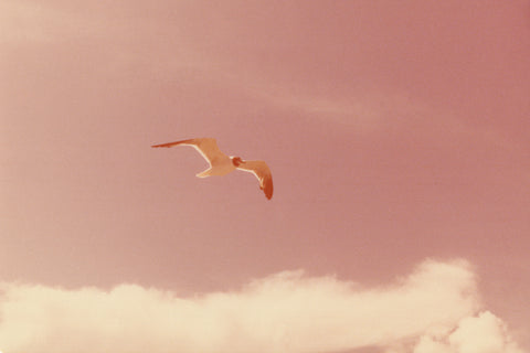 Dream Bird