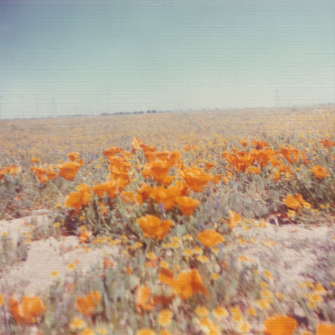 Brightly colored vintage photograph with a field of golden poppies and a turquoise sky