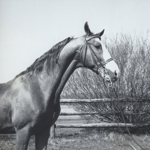 Horsey