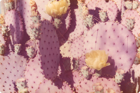 Vintage photograph of faded lavender colored cacti with yellow cacti flowers