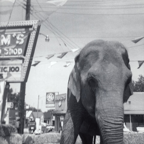 Lost Elephant