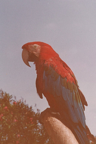 Mr. Macaw
