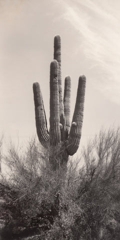 Mondo Saguaro
