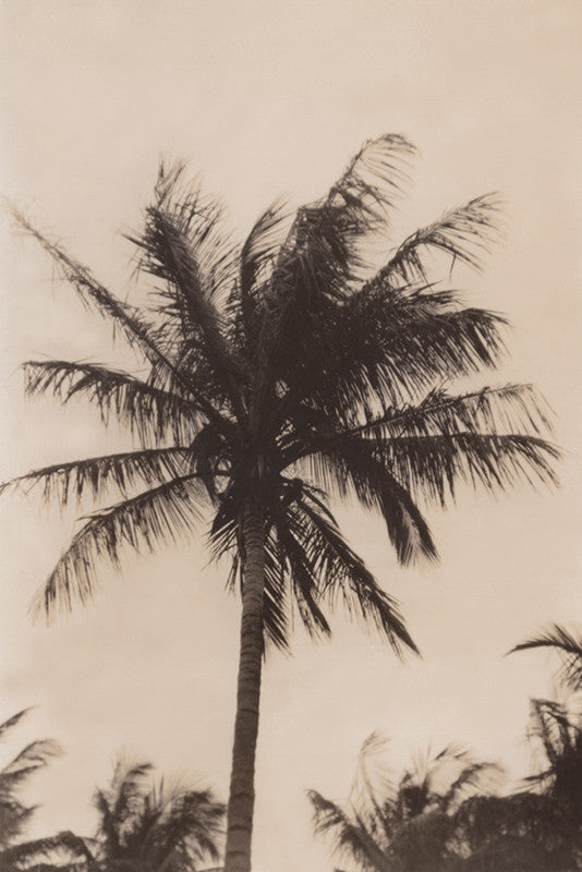 Sepia toned vintage photograph of a palm tree silhouette
