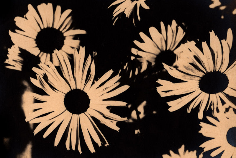 Vintage pop art style photograph of golden daisies with a black background