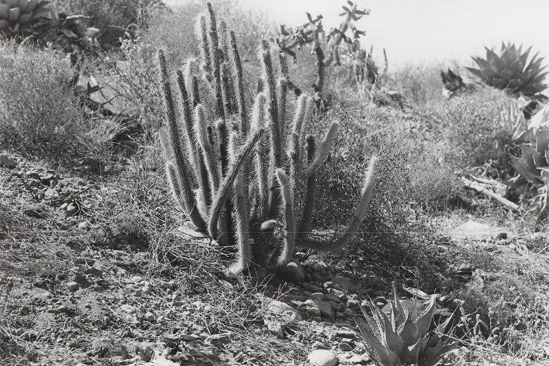 Black and white vintage photo of a cluster of cacti amongst a desert setting