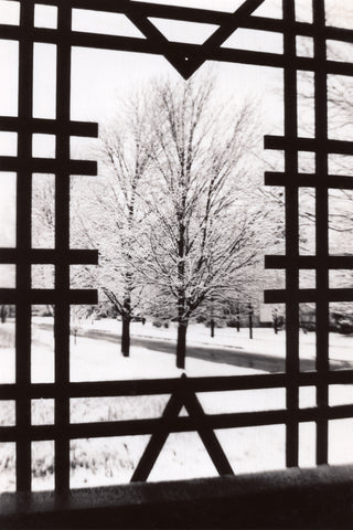 Tree Geometry