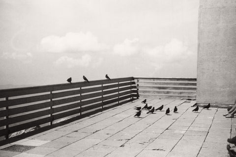 With the Birds